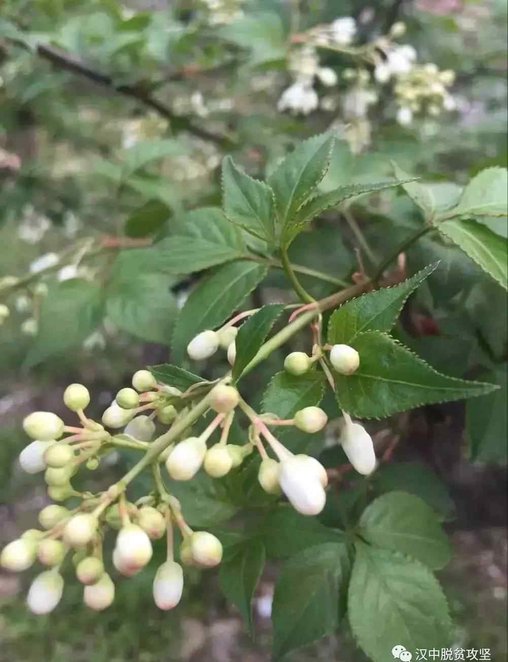 樹花菜 佛坪“樹花菜”：是花，也是菜，更是村民的“搖錢樹”