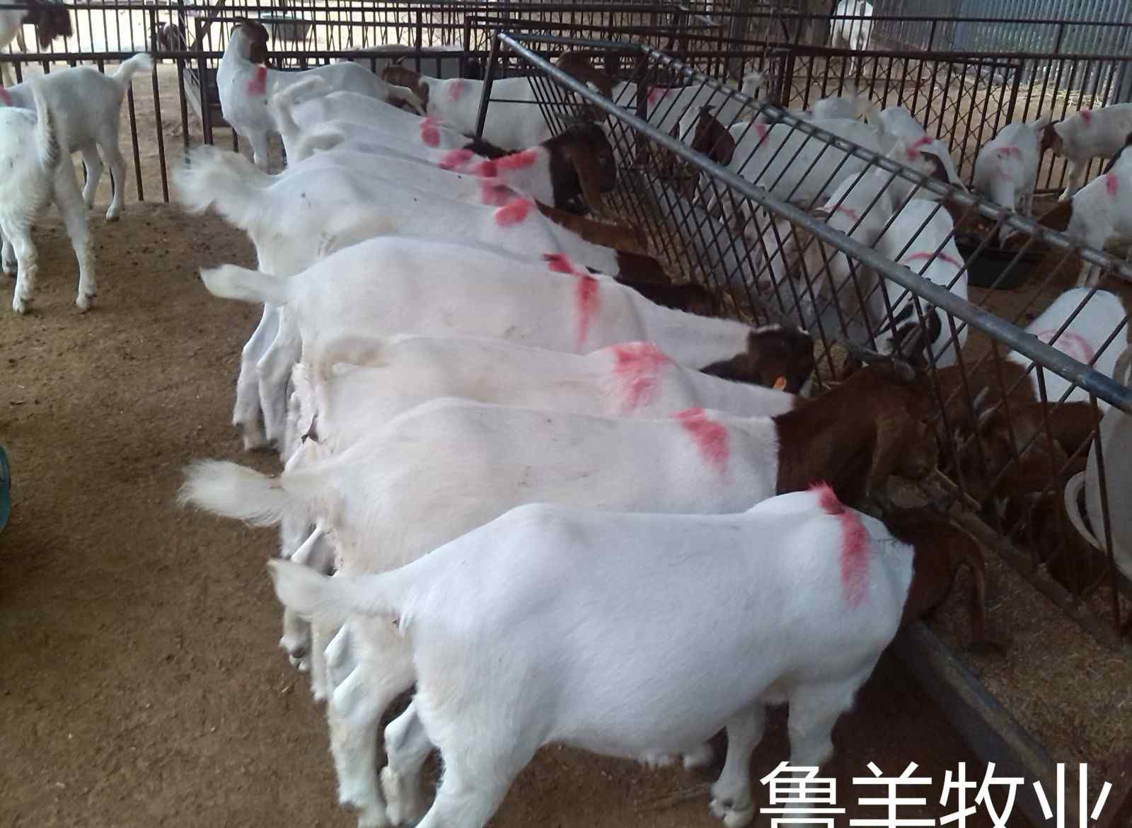 羊喂小蘇打正確方法 羊飼料中添加小蘇打的作用及使用注意事項