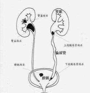 膀胱在什么位置 腎及輸尿管的位置在哪呢?