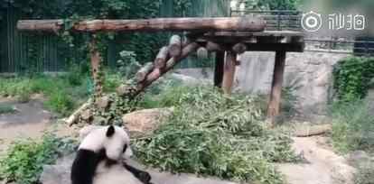 動物園熊貓被砸什么情況事件經(jīng)過原委是什么