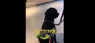 女子帶導(dǎo)盲犬進火鍋店卻被拒門外 對話令人氣憤