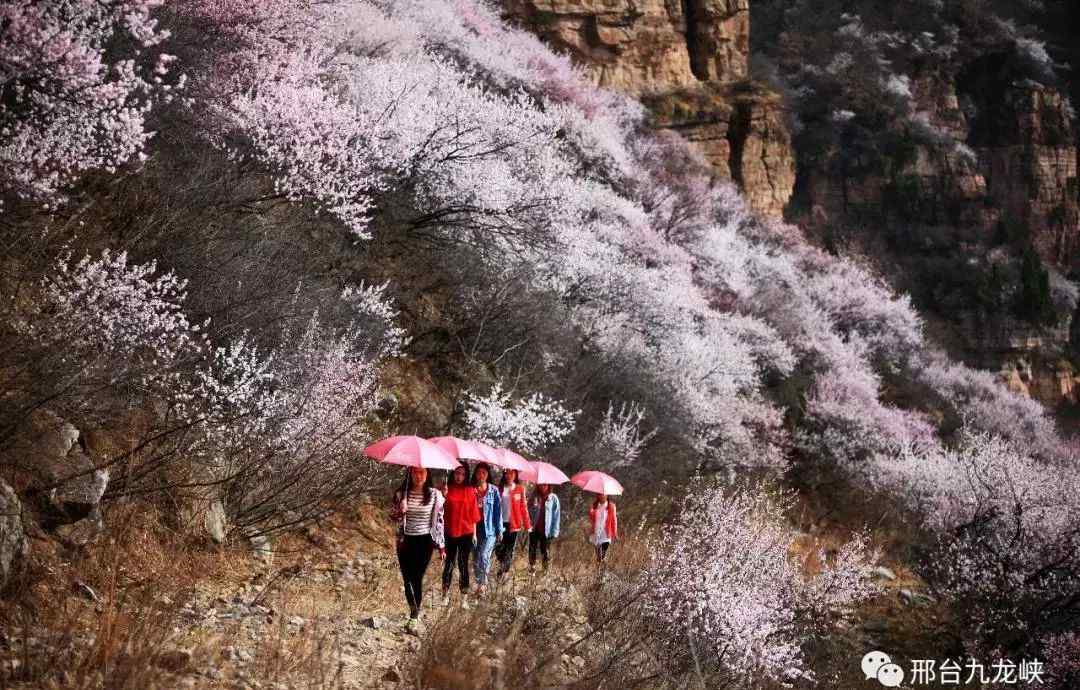 邢臺縣地圖 2019邢臺縣春季賞花地圖，這些壯觀的花海約不約！