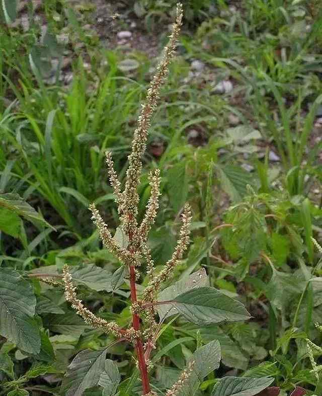 婆婆納的功效與作用 50種常見中草藥的作用與功效