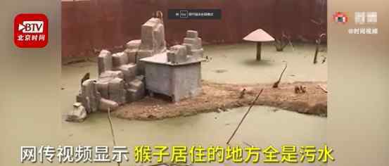 邯鄲動物園猴子住綠藻污水池 具體是什么情況？