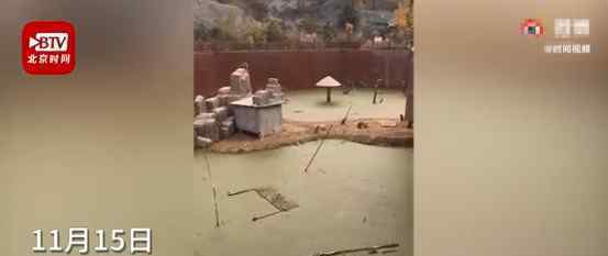 邯鄲動物園猴子住綠藻污水池 具體是什么情況？