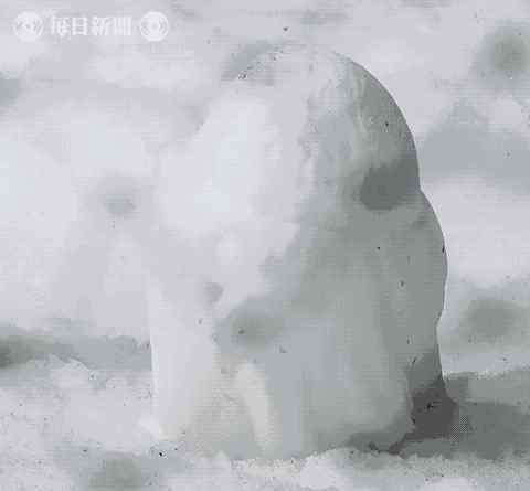 雪鸮 原來雪鸮的小時候，也是灰頭土臉的丑小鴨！