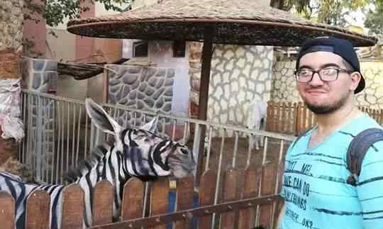 埃及一動(dòng)物園給驢上色冒充斑馬遭炮轟