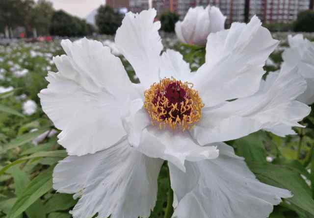 惜牡丹花 唯有牡丹真國色，花開時(shí)節(jié)動(dòng)北川！風(fēng)光旖旎，姹紫嫣紅，快來北川賞花之富貴者