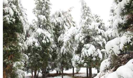 雪的寓意和象征 雪松的象征意義和特點(diǎn)【雪松的寓意】