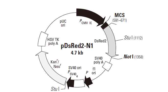 red2 pDsRed2-N1產(chǎn)品信息