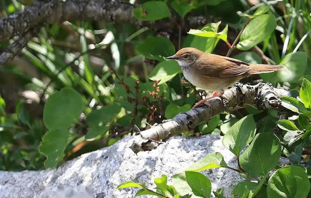 白喉斑秧雞 真好看！泰山野生鳥類家族“添丁”了！其中還有在山東從未發(fā)現(xiàn)過的……