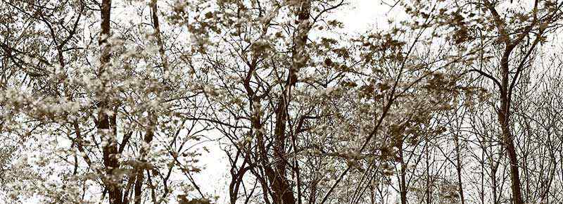 平邑大洼景區(qū)要門票嗎