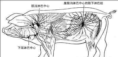 淋巴結(jié)充血 豬淋巴結(jié)的九種病變現(xiàn)象,用它看病真準(zhǔn)!