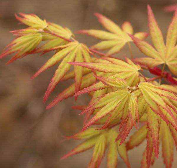 紅楓樹苗價格 紅楓樹苗哪里有賣，批發(fā)基地，1公分紅楓樹苗價格