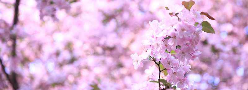 北京哪里有粉黛亂子草公園