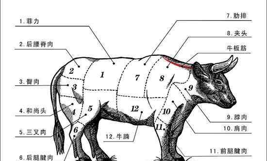 牛身上詳細(xì)部位圖 牛的生理結(jié)構(gòu)與牛的生理解剖圖