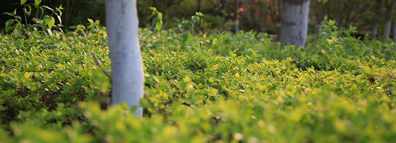 仙湖植物園需要預約嗎