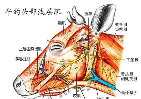 牛身上詳細(xì)部位圖 牛的生理結(jié)構(gòu)與牛的生理解剖圖