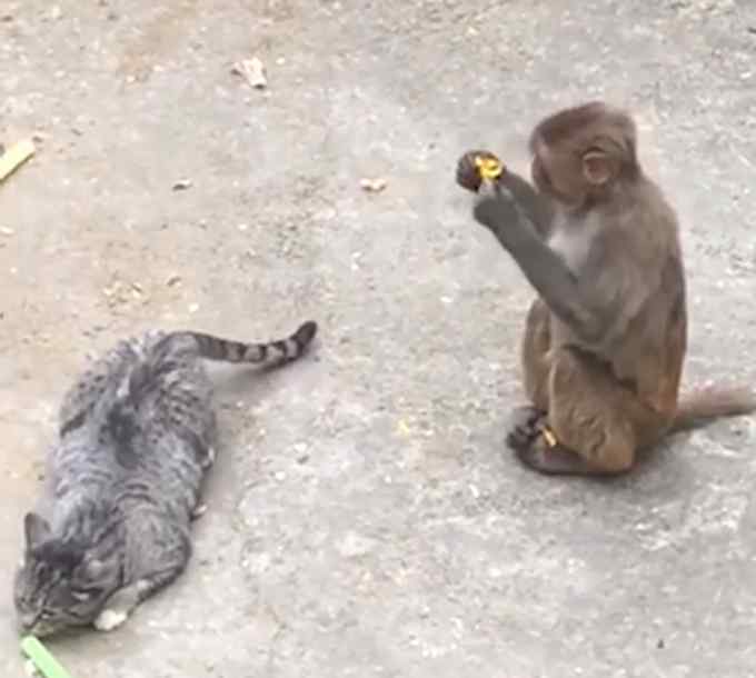 動(dòng)物園回應(yīng)小貓被丟進(jìn)猴園遭追咬：為捉老鼠從小放進(jìn)去的 已適應(yīng)