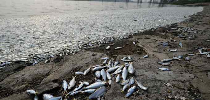 在鄱陽湖附近 大量的魚因神經(jīng)中毒而死去