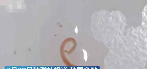 韓國多地自來水現(xiàn)幼蟲樣生物 為什么引熱議什么原因？