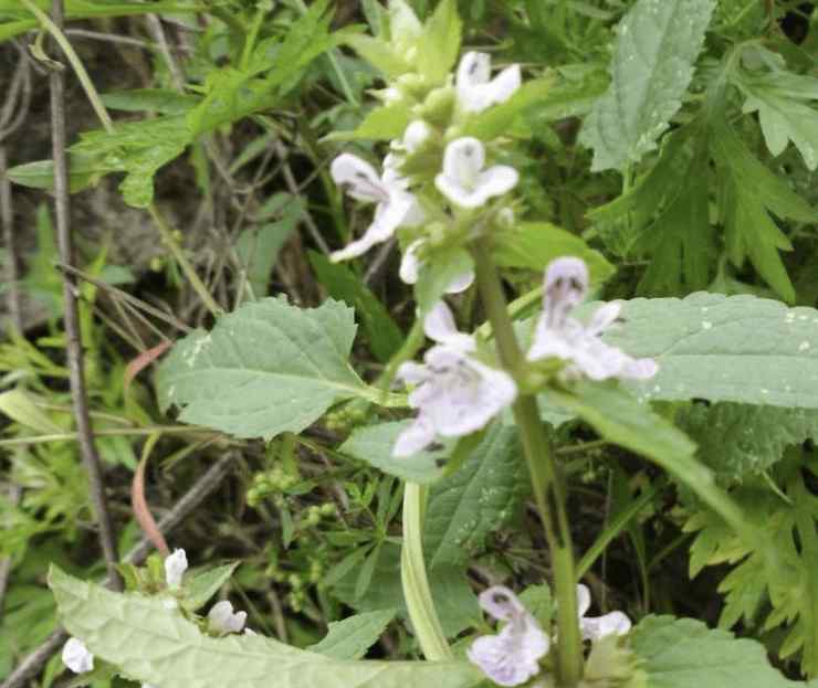 地蠶草 田地里的“1種草”，根莖像“蟲子”，殊不知是“地蠶”，珍貴