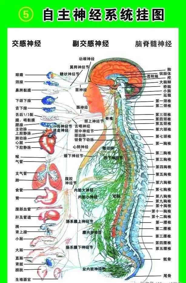 神經(jīng)抑郁癥怎么治療 植物神經(jīng)紊亂是不是抑郁癥？該怎么治療？