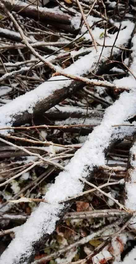 新疆大雪 新疆的第一場(chǎng)大雪，現(xiàn)場(chǎng)圖片驚艷到所有人！簡(jiǎn)直美到爆！