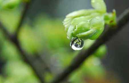 雨水節(jié)氣風(fēng)俗食物 雨水節(jié)氣吃什么傳統(tǒng)美食