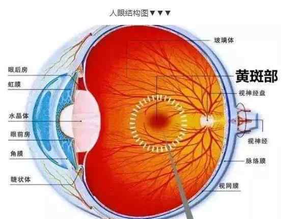 黃斑病變失明的幾率 你了解黃斑病變嗎？嚴重者可失明，它偏愛的這幾類人群里，沒準真的有你！