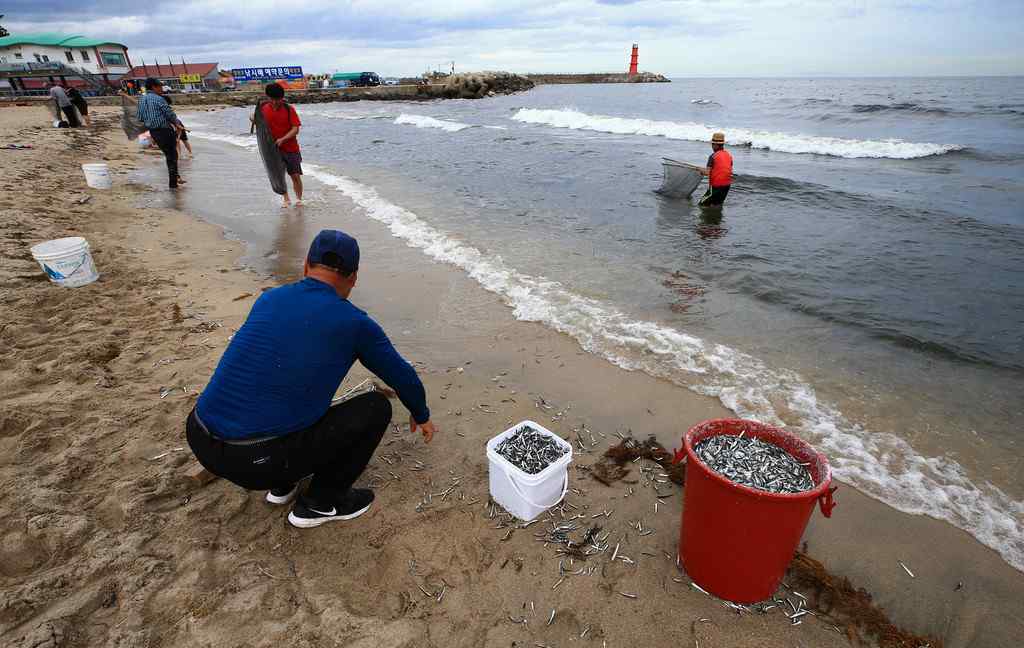 韓國大批鳀魚被沖上岸 民眾爭搶