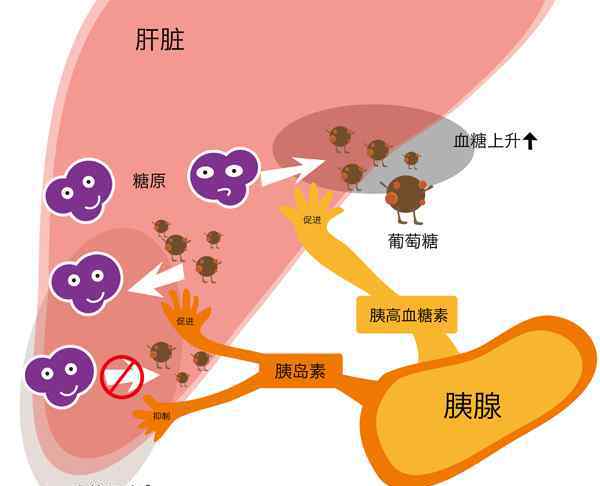 血糖調(diào)節(jié) 糖尿?。哼^去 現(xiàn)在和未來二：血糖調(diào)節(jié)系統(tǒng)