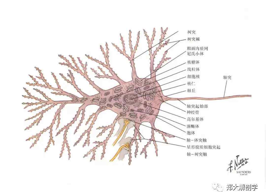 神經(jīng)元的結(jié)構(gòu) 神經(jīng)元的結(jié)構(gòu)