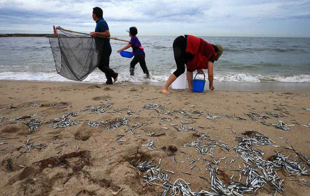 韓國大批鳀魚被沖上岸 民眾爭搶