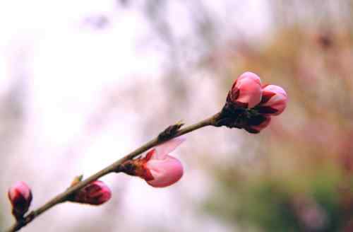 驚蟄是什么季節(jié) 驚蟄到來后會發(fā)生什么變化