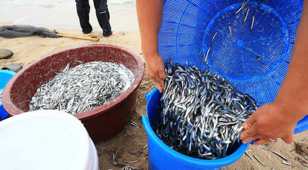 韓國大批鳀魚被沖上岸 民眾爭搶