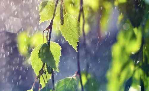 雨水節(jié)氣的含義是什么意思 雨水節(jié)氣的寓意是什么