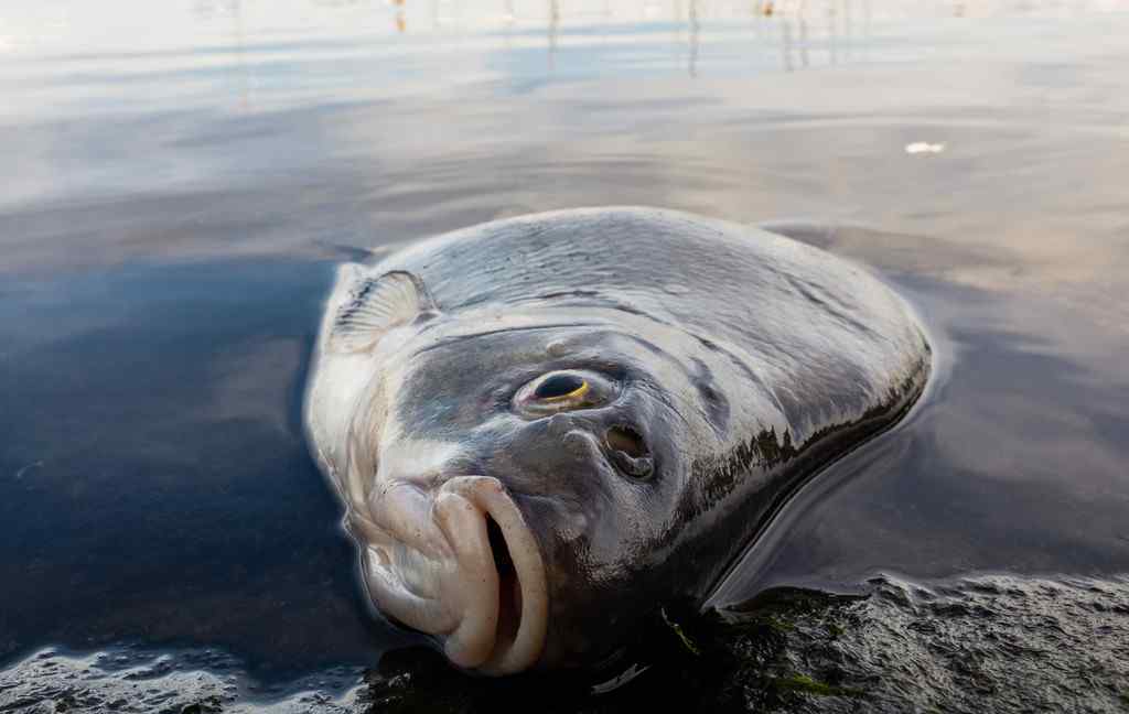 德國高溫:6噸死魚浮在水面