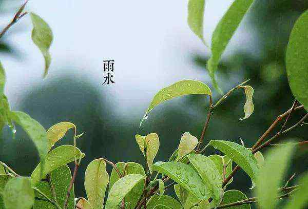 雨水節(jié)氣養(yǎng)生吃什么 雨水節(jié)氣養(yǎng)生喝什么茶