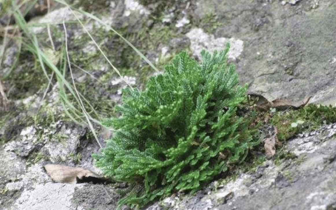 還魂草的種植技術(shù) 石頭縫里的“1種草”，見(jiàn)到別踩，挖回家種，8個(gè)月成“盆景”，美