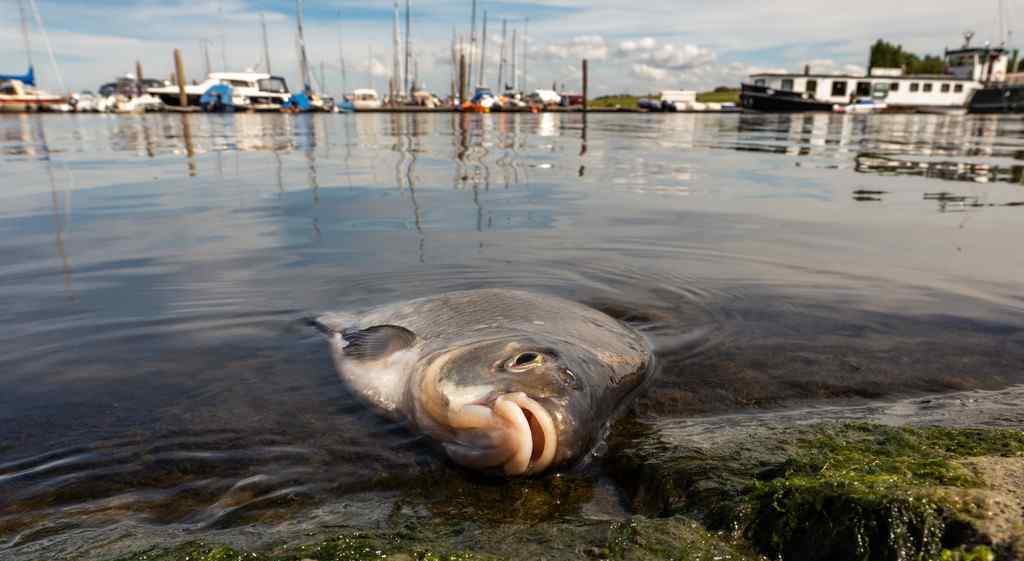 德國高溫:6噸死魚浮在水面