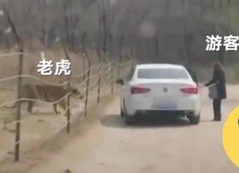 游客在猛獸區(qū)下車 到底什么情況呢？