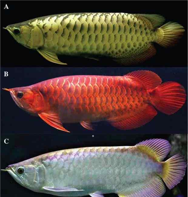 這種神似東亞龍的美麗魚類 已經(jīng)瀕危了!圖