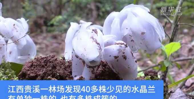 江西一林場(chǎng)發(fā)現(xiàn)奇特花朵在幽暗處能發(fā)光 名字曝光讓人驚艷