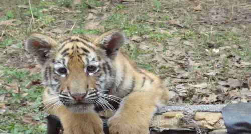 公老虎和母老虎生的小老虎叫什么 虎媽不及狗媽親 野生動(dòng)物園狗媽將攜兩個(gè)虎子亮相