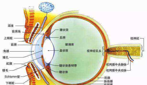 眼球的結(jié)構(gòu) 眼球的結(jié)構(gòu)是什么樣的