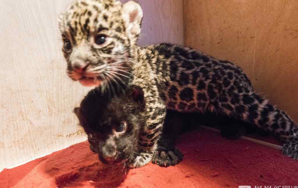 杭州野生動物世界：美洲豹龍鳳胎一只“黑化”了