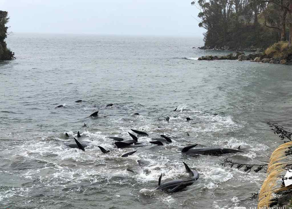 近30頭鯨魚不慎擱淺