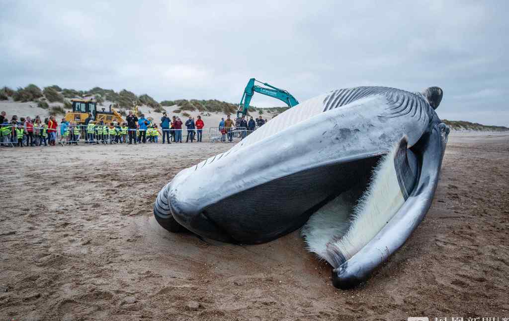 海灘現(xiàn)巨型鯨魚尸體 被當場解剖