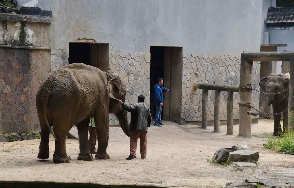 動物園中的大象相親現(xiàn)場